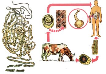 For very common worms, the cattle tapeworm, cattle are the intermediate host, and humans are the last host. 