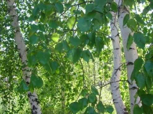 Birch leaves from human internal parasites