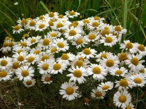 Chamomile fights internal parasites