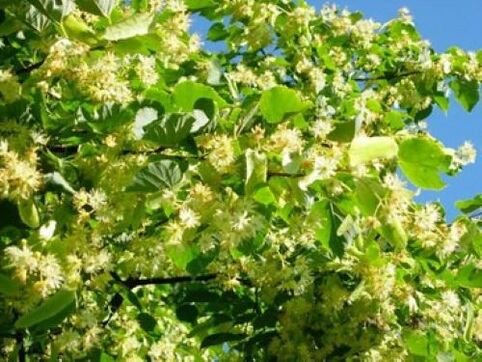 Linden flowers come from internal parasites