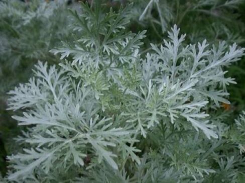 Mugwort targets internal parasites
