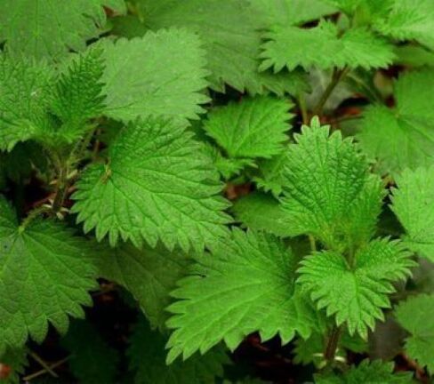 Nettle fights parasites in the human body