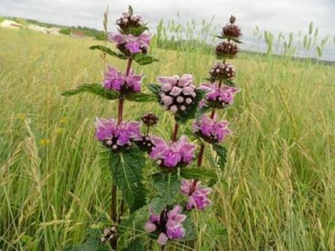 Parasites in iron ore plants