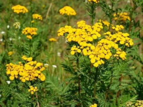 Tansy comes from parasites inside the human body