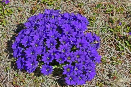 The root cause of fever is parasites in the body