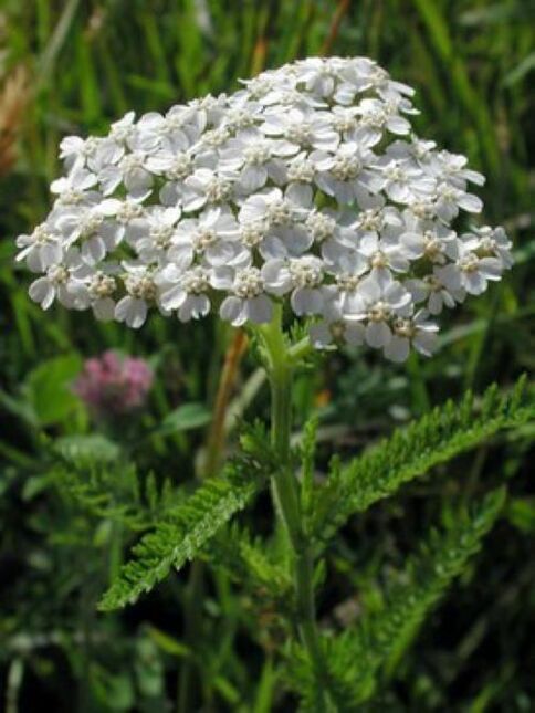 Yarrow Fights Internal Parasites