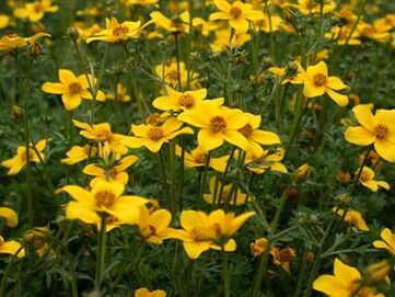 a range of parasites in the body