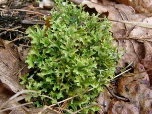 cetraria from internal parasites