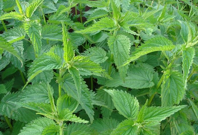 Nettle to fight internal parasites