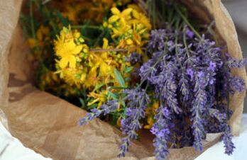 Herbal remedies for internal parasites