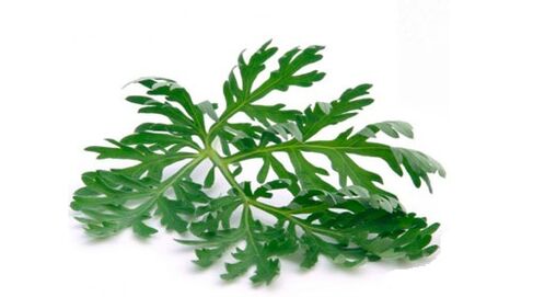 Mugwort can remove parasites from the body