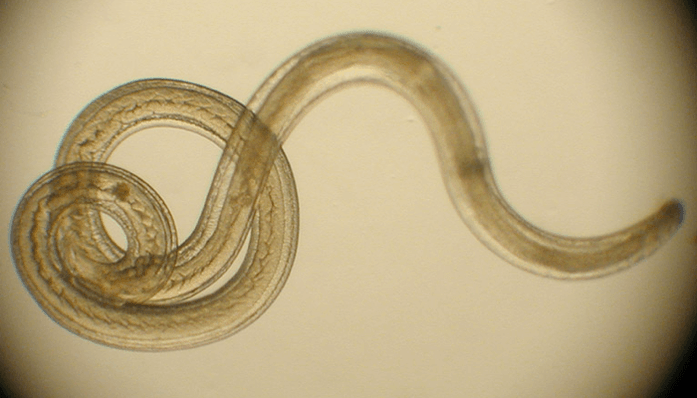 Worm under the microscope