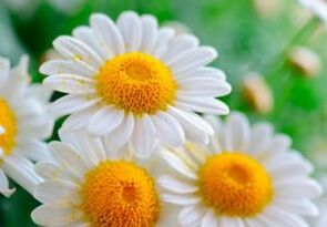 Cure chamomile flowers-a means to get rid of worms