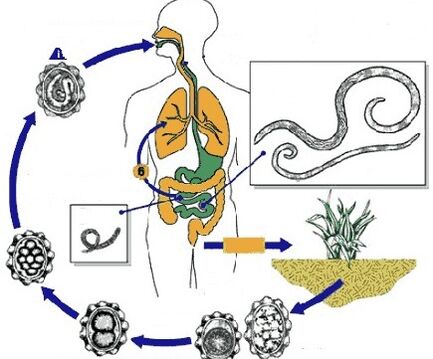 The life cycle of human parasites