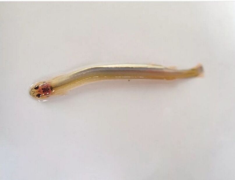 Wandelia whiskers-dangerous parasitic fish