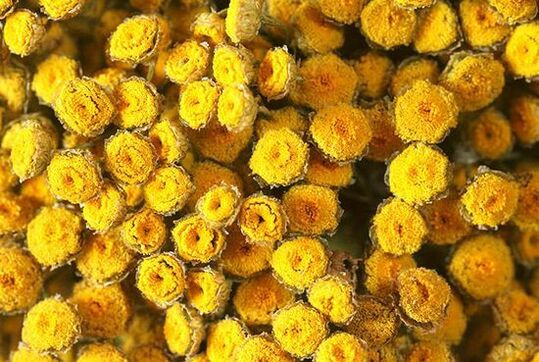 Tansy contains substances that are toxic to the human body