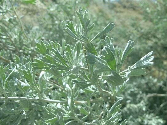 Wormwood is an excellent insect repellent