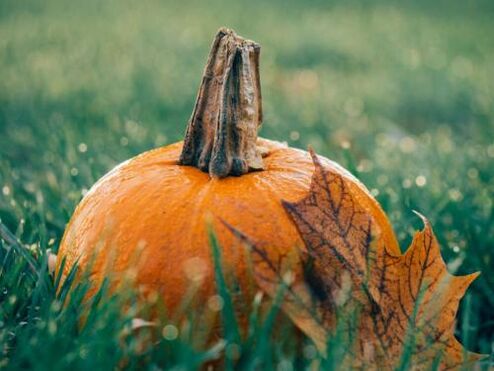 Pumpkin seeds produced by endoparasites