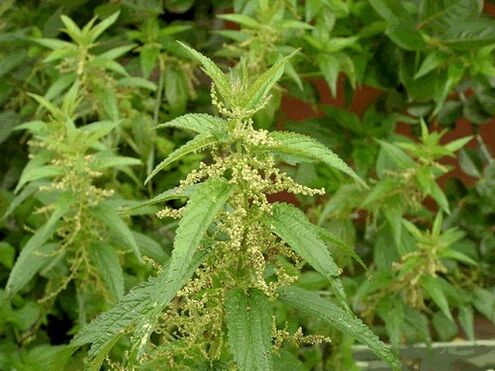 Nettle cleans the body of parasites