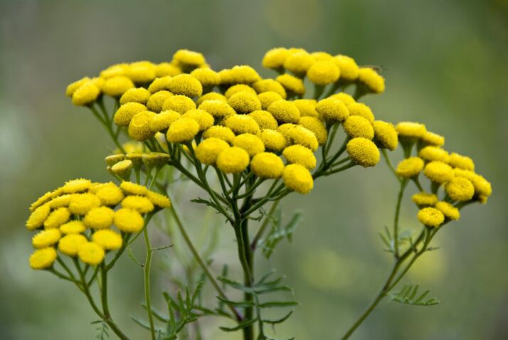 The bitter plant tansy helps clear parasites from the body