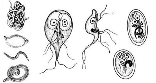 The simplest parasite in the human body