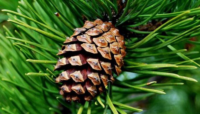 pine cones for parasite removal
