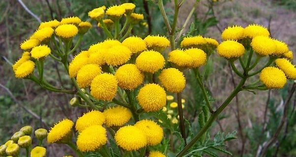 Tansy prevents the appearance of parasites