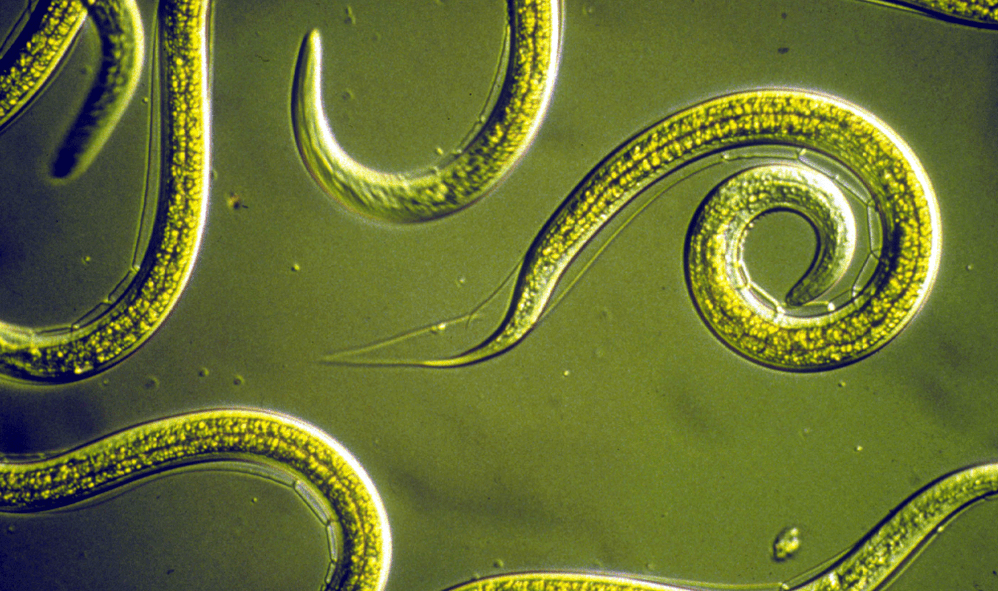 Nematodes - round worms