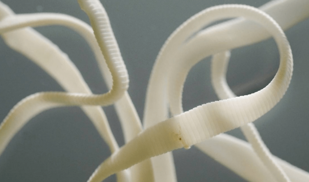 Tapeworms are incredibly long