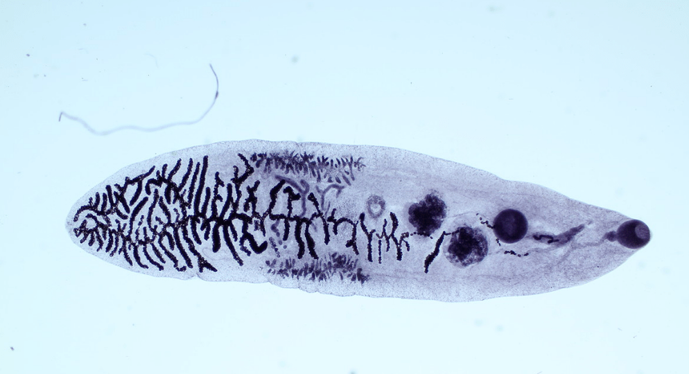 Trematode parasites (trematodes)