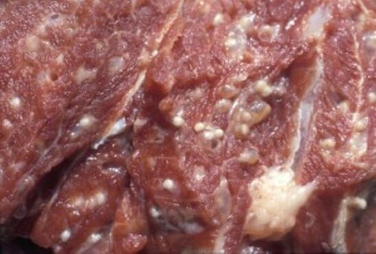 Meat contaminated with Trichinella spiralis - dangerous parasite